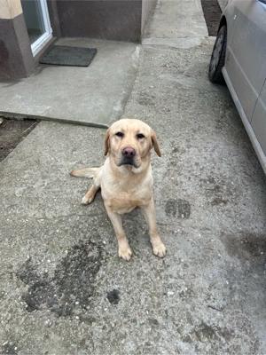 vand labrador retriever cu pedigree autentic 10 lei  - imagine 3