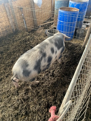 vand scroafe gestante 1600 ron - imagine 2