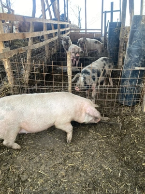 vand scroafe gestante 1600 ron - imagine 5