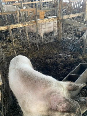 vand scroafe gestante 1600 ron - imagine 4