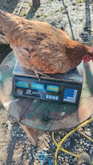 schimb pe struți africani  - imagine 5