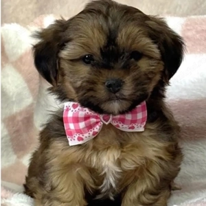 Fetița și băiat bichon havanez 