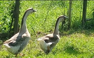 schimb pe struți africani  - imagine 3