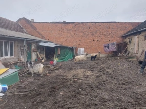 2 oi si o capra cititi descrierea - imagine 2