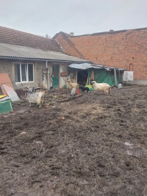 2 oi si o capra cititi descrierea - imagine 3