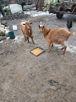 Iada si Tap de Vanzare - imagine 2