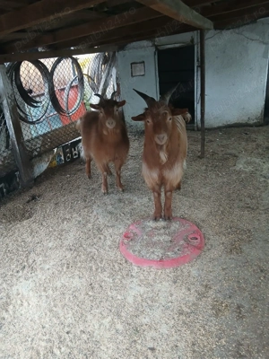 Iada si Tap de Vanzare