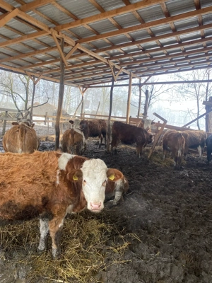 vand juninci baltata romaneasca 7400 ron - imagine 3