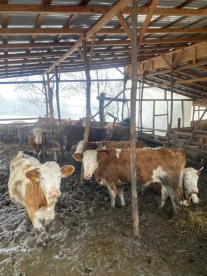 vand juninci baltata romaneasca 7400 ron