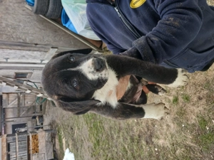 Mascul si femela asia centrala