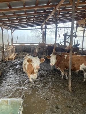 vand juninci baltata romaneasca 7400 ron - imagine 2