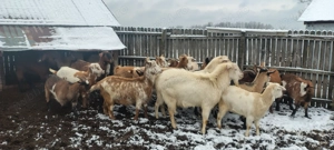 Capre de vânzare  - imagine 5