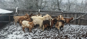 Capre de vânzare  - imagine 2