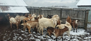 Capre de vânzare  - imagine 4