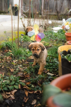 Trei catelusi cauta o familie noua