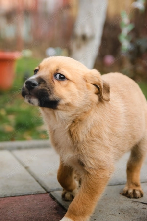 Trei catelusi cauta o familie noua - imagine 3