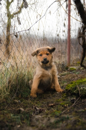 Trei catelusi cauta o familie noua - imagine 2