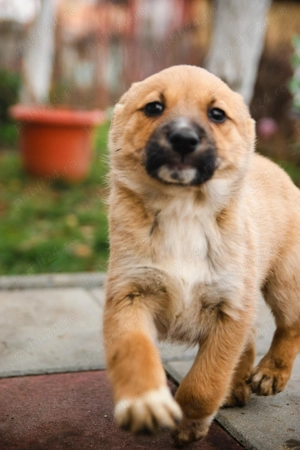 Trei catelusi cauta o familie noua - imagine 4