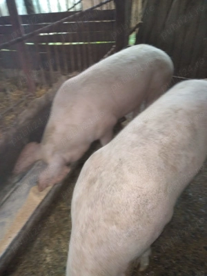 Vand porci de tăiat sau reproductie - imagine 4