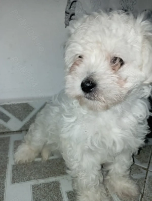 Bichon de vânzare - imagine 2