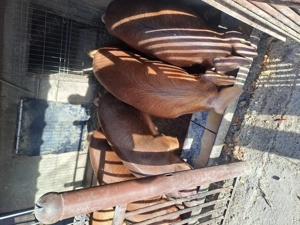 Șoldani duroc de vânzare  - imagine 2