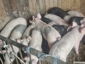 vând 10  soldani rasa de calitate de carne 40-45 7 mascul castrați 3 femele disponibile  - imagine 2