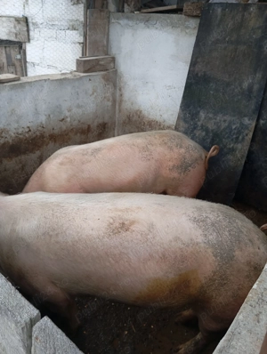 Porcii de vânzare  - imagine 4