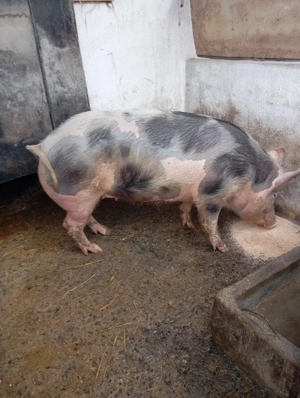 Porcii de vânzare  - imagine 2