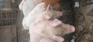 Purcei de vanzare - imagine 2