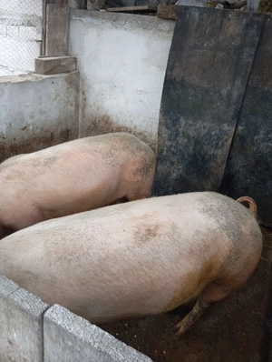 Porcii de vânzare  - imagine 5