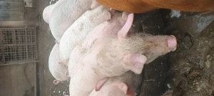 Purcei de vanzare - imagine 3