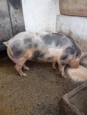 Porcii de vânzare  - imagine 3