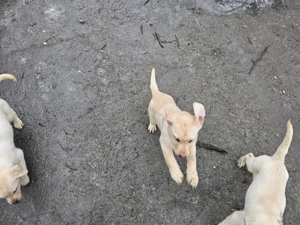 Pui Labrador retriver  - imagine 2