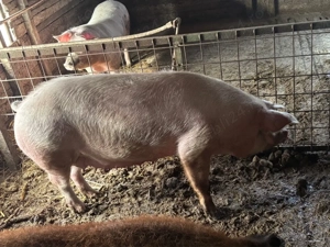 scroafa landrace - imagine 4