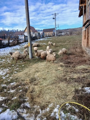 vand oi urgent - imagine 3