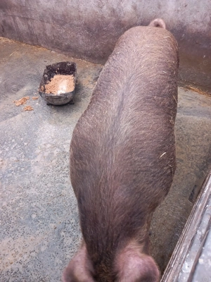 Vand porc duroc - imagine 3