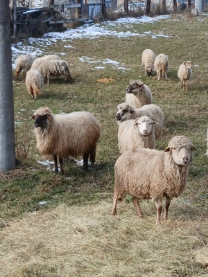 vand oi urgent - imagine 2