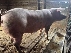 scroafa gestanta - imagine 2