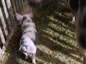 purci 8 saptamani - imagine 4