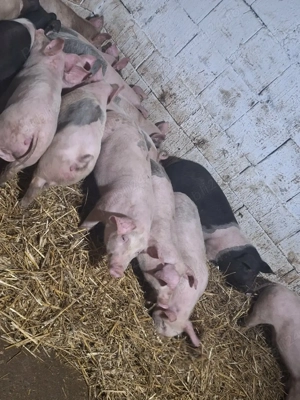 vând 10  soldani rasa de calitate de carne 40-45 7 mascul castrați 3 femele disponibile  - imagine 3