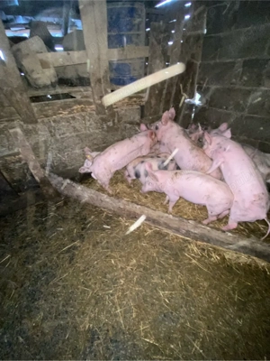 purcei de vânzare - imagine 3