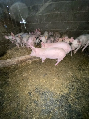 purcei de vânzare - imagine 4