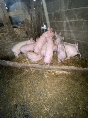 purcei de vânzare - imagine 5