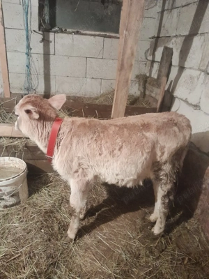 vand vitea de 2 luni junate întarcata  - imagine 2