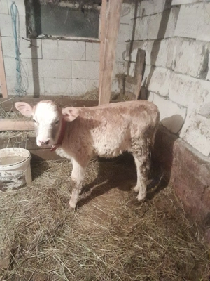 vand vitea de 2 luni junate întarcata  - imagine 3