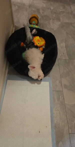 Bichon iubitoare și jucăușă  - imagine 4