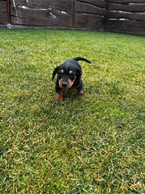 Teckel pui  - imagine 3