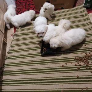 Bichoni Miny Toy - imagine 3