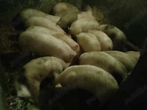 Vând purcei și grăsuni  - imagine 3