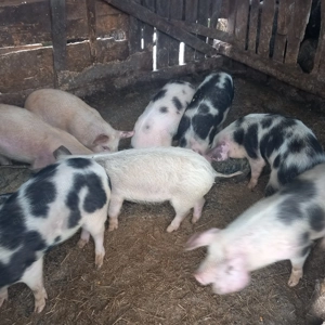 Vând Purcei frunosi și mâncăcios  - imagine 3